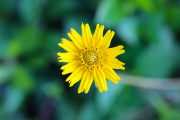 yellow dandelion flower