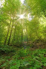 Fototapeta na wymiar Wald mit Sonnenstrahlen