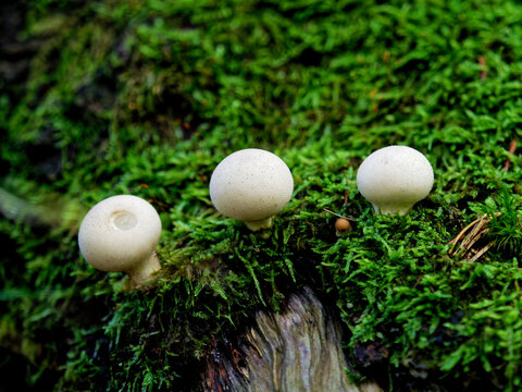 Beautiful Lycoperdon perlatum puffball mushrooms (Agaricaceae family) on the mosses on the old tree trunk.