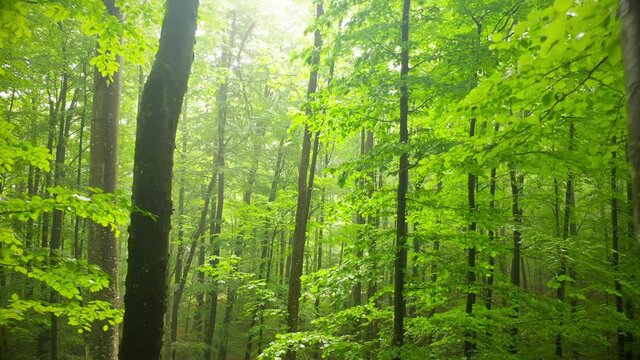 Magic backwards flight close to beech trees inside forest.