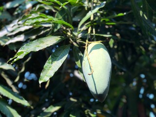 Organic fresh mango fruits growth on the branch tree,beautiful green leaves background,natural...