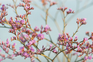 Beautiful little purple flowers, summer blossom grasses, wildflowers