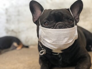 Adorable French bulldog puppy wearing hygiene mask and lying on floor, cute dog, selective focus.