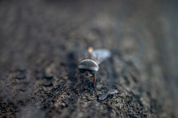 Insect