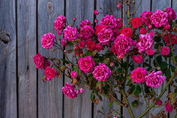 Fototapeta na wymiar Pink roses bush on old wooden fence background. Beautiful dark and moody spring summer backdrop. Low key color nature banner copy space. Rosy flowers buds with green leaves in the garden greeting card