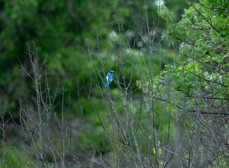 A Blue Jay perched in the trees