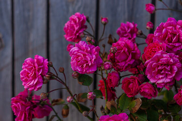 Pink roses bush on old wooden fence background. Beautiful dark and moody spring summer backdrop. Low key color nature banner copy space. Rosy flowers buds with green leaves in the garden greeting card