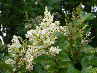 blossoming apple tree