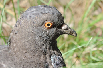 the head of a pigeon with a wide open eye close up
