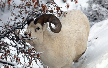 Obraz premium Dall sheep in Denali NP Alaska