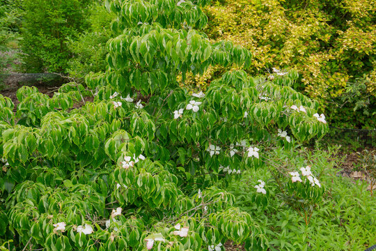 Cornus kousa milky way, the chinese dogwood tree