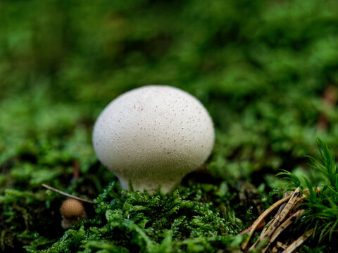 Beautiful Lycoperdon perlatum puffball mushroom (Agaricaceae family) on the mosses on the old tree trunk.