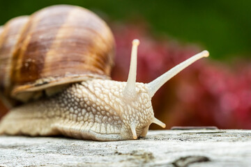 Close up Shot of Burgundy Snail
