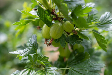 Gooseberries grow in the garden