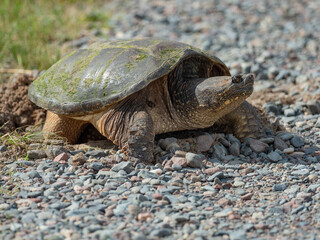 A Snapping Turtle laying eggs