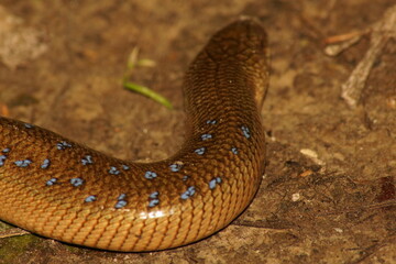 Padalec turkusowy © Napoleon. C