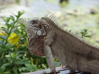 iguana and flowers