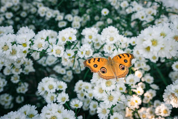 Close up of butterfly on white flower in the morning.