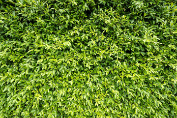 Natural green leaves texture background