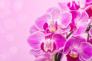 Naklejka na ściany i meble Pink Orchids