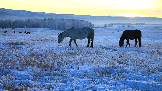 Beautiful landscape with silhouettes of horses on a snowy meadow at cold winter evening on the Tunka foothill valley. Snow-capped hills and mountains at the distance. Christmas travel