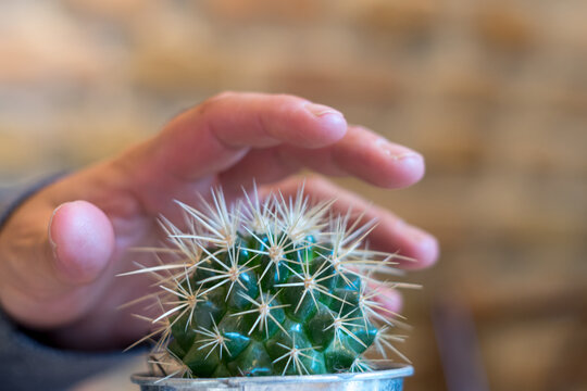 Human hand touching a prickly succulent plant. Danger or self-harm concept. Focus on foreground