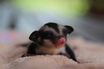 Close-up Sugar glider Baby. 2 months old.