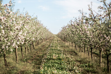 Fototapeta na wymiar blooming apple orchard, small trees, planted in a row