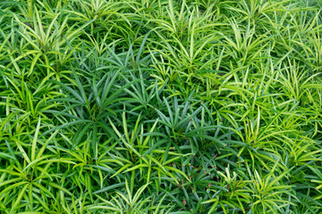 Green grass texture background, Green lawn, Backyard for background, Grass texture, Green lawn desktop picture, Park lawn texture.