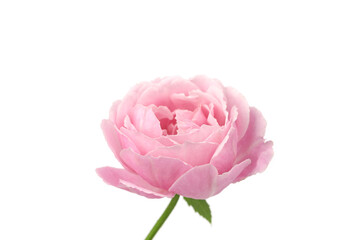 Delicate sweet pink rose with isolated white background 