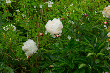 White paeonia's in bloom