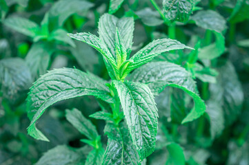 Mint herb close up. Organic garden. Colorful leaves.