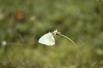 white butterfly on a flower
