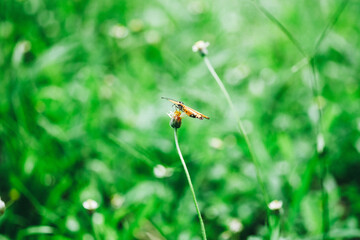 ladybug on a green grass