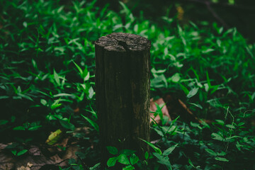 Dead trees are still in the forest.