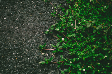 green moss on the ground