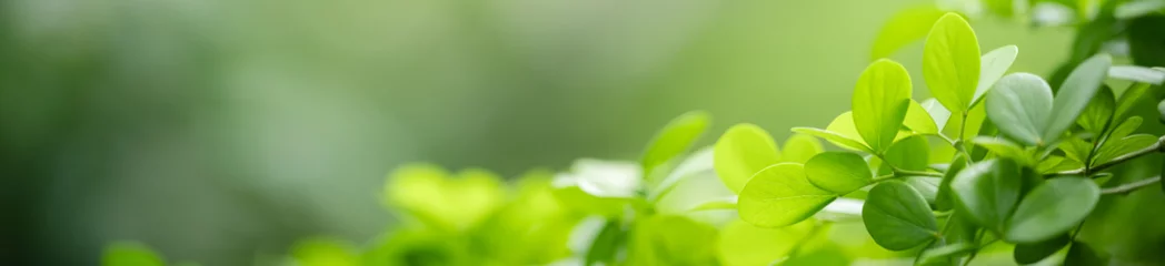 Fototapeten Natur des grünen Blattes im Garten im Sommer. Natürliche grüne Blätter Pflanzen, die als Frühlingshintergrund Deckblatt Grün Umwelt Ökologie Wallpaper verwenden © Fahkamram