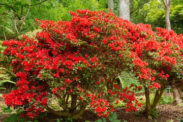 Fototapeta na wymiar Flame red flowers on the rhododendron squirrel, an evergreen azalea shrub