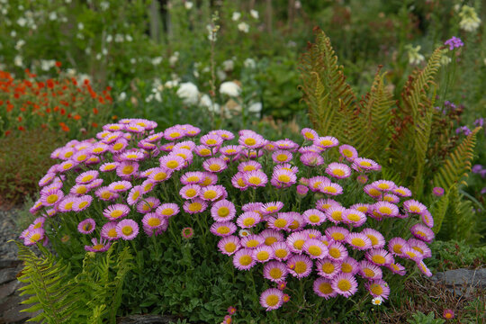 Pink and yellow blooms of the erigeron glaucus daisy