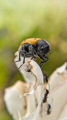 Beetle on a flower