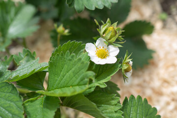 Strawberry plant in the garden