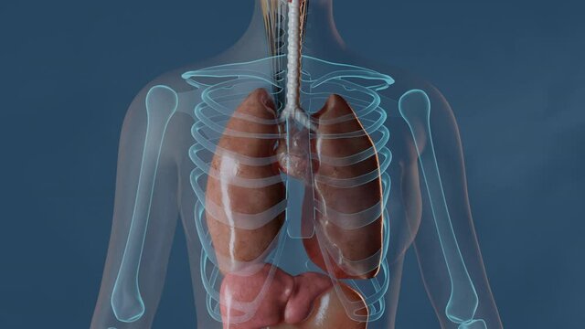 Lungs function and presentation in a female body. 3D render animation with zoom in effect