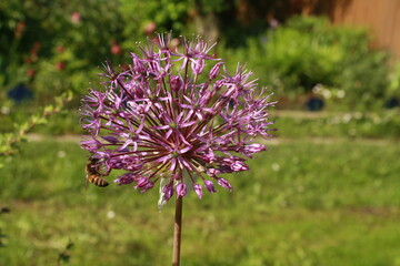 Лето. Солнце. Цветы. Природа. Пчела.