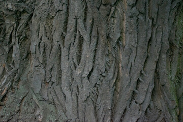 Vertical wooden texture