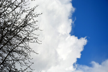 A dry tree against a clear sky. Image of clouds. A lone dead tree against the blue sky. The silhouette of the tree.