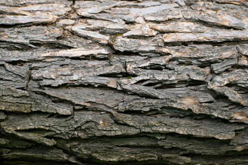 Horizontal wooden texture