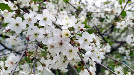 Cherry blossom close-up. Fruit and berry trees in spring and summer. Cherry blossoms.