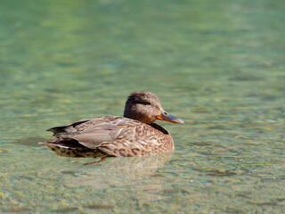 Female Mallard duck enjoying sunny day in the pond