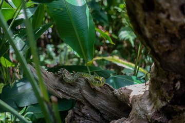 Moonsnake /Sumatran Tree Viper (Trimeresurus sumatranus) seen in a forest in Penang, Malaysia.