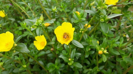 yellow spring flowers